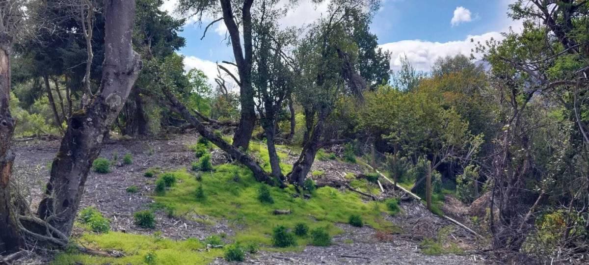 VENTA TERRENO SAN MARTIN DE LOS ANDES . ALIHUEN ALTO — foto 1
