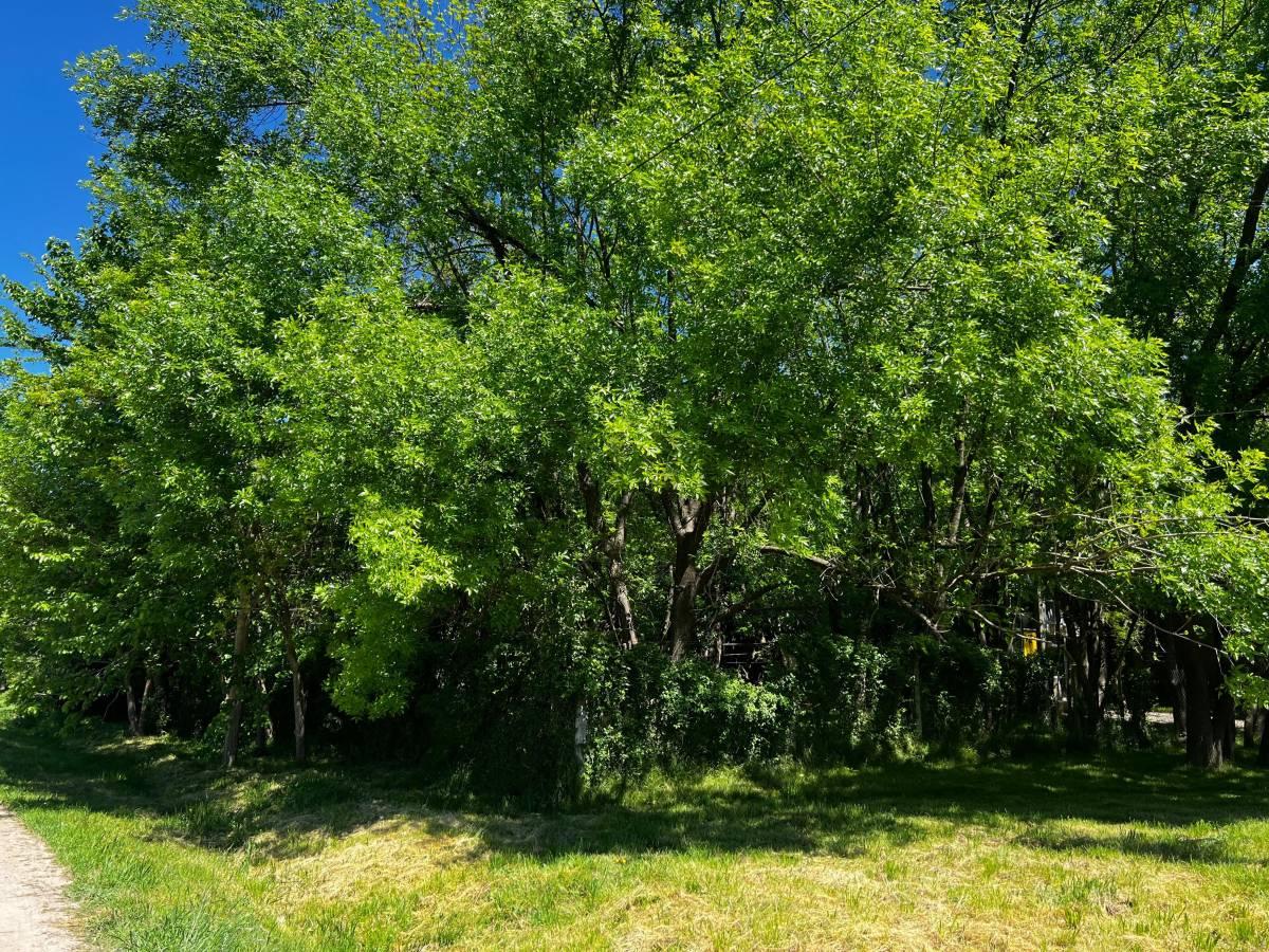 Lote en venta en El Rincon Villa Elisa — foto 1