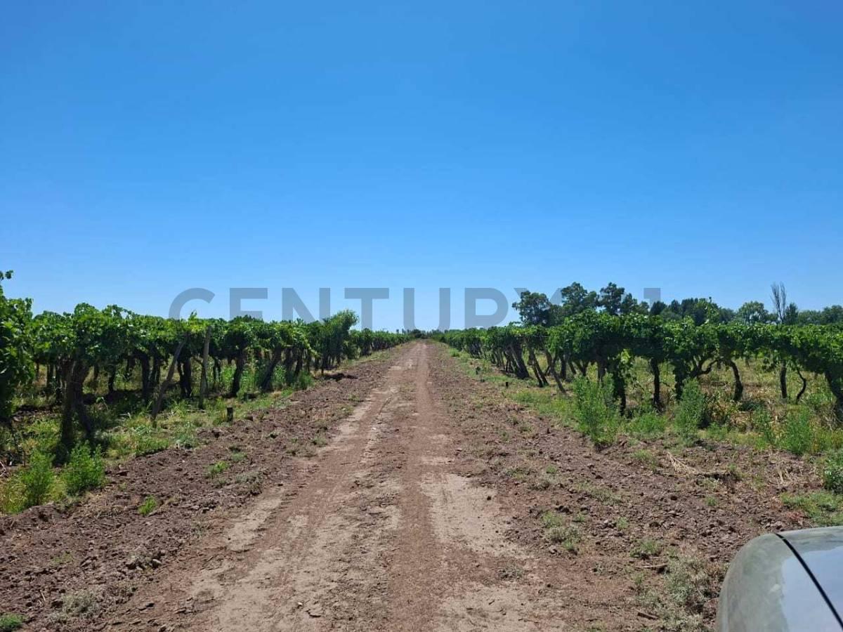 Finca productiva en venta. — foto 1