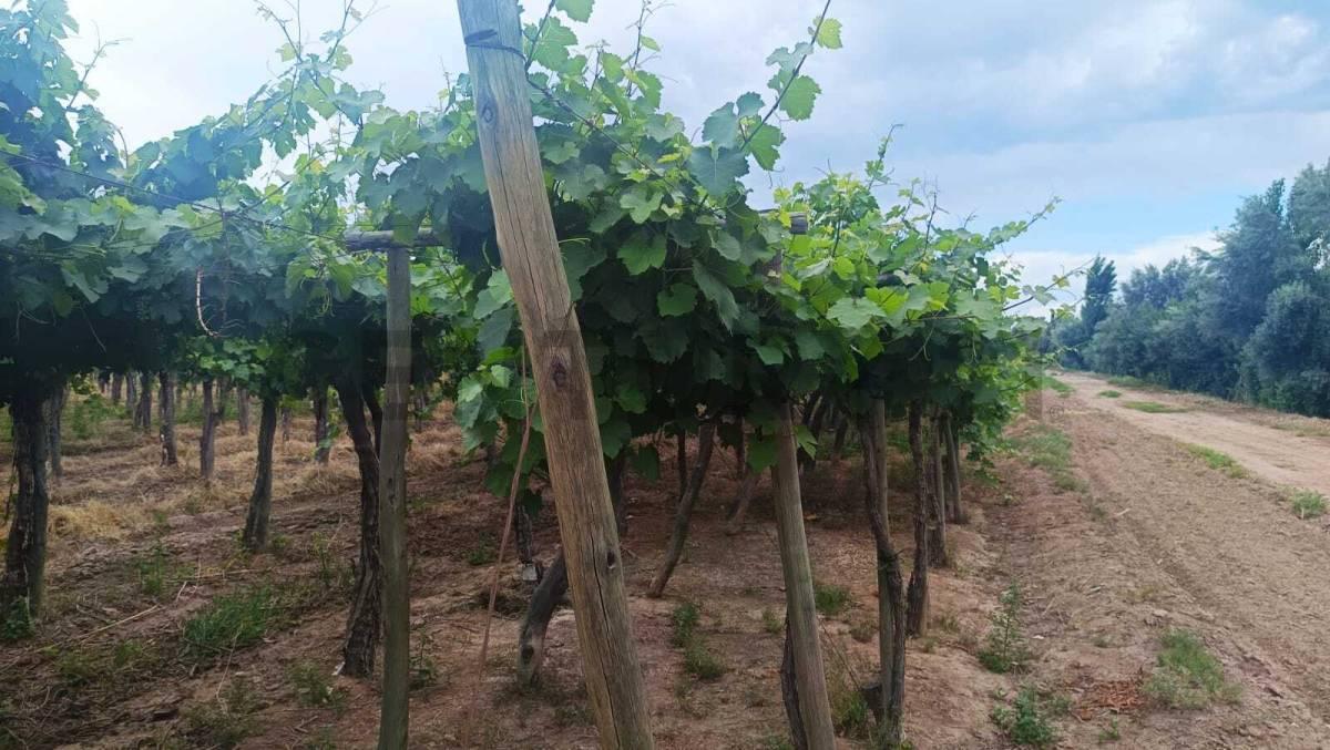 Venta de Finca en Producción Colonia Segovia — foto 1