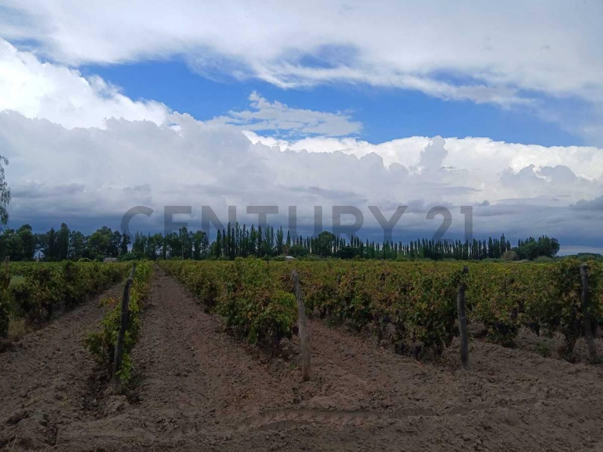Venta Finca de 9 Has y 7661,72m2, en Ruta Nacional 143 s/N, Cañada Seca, San Rafael, Mendoza — foto 1