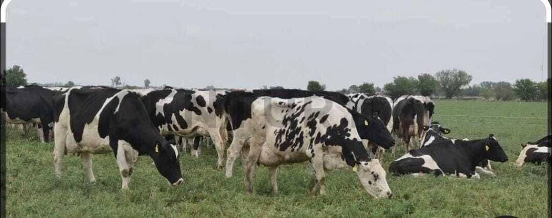 Se vende campo de 9,20 hectáreas en Presidente Roca — foto 1