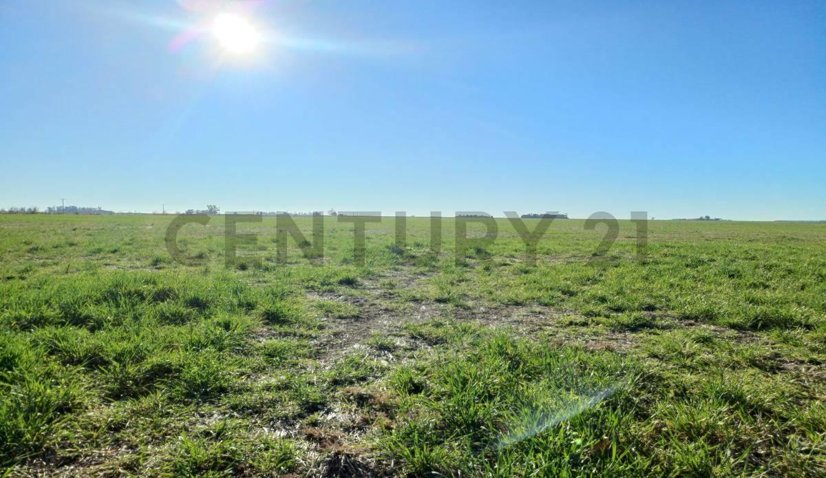 Campo Mixto en Cañada de Los Leones — foto 1