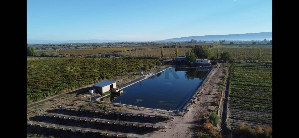 59 HA CON UVA PARA PASA - CAUCETE, SAN JUAN — foto 1
