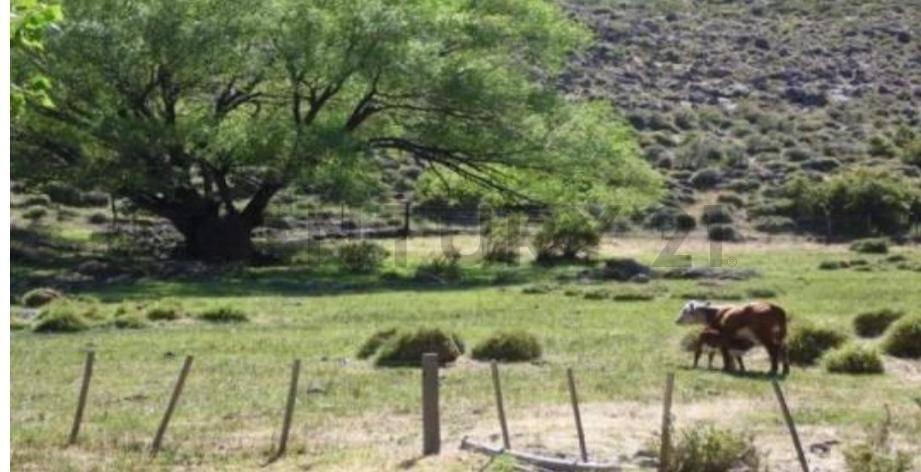 VENTA CAMPO PIEDRA DEL AGUILA. COLLON CURA. NEUQUEN — foto 1