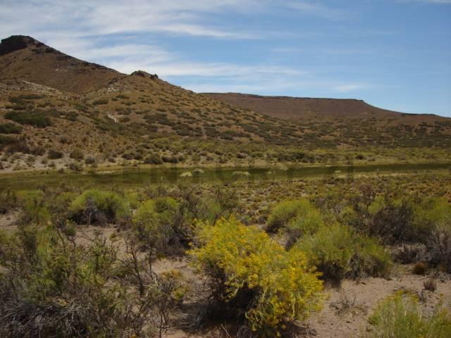 VENTA CAMPO BARILOCHE JACOBACCI - OVEJERO Y GANADERO — foto 1