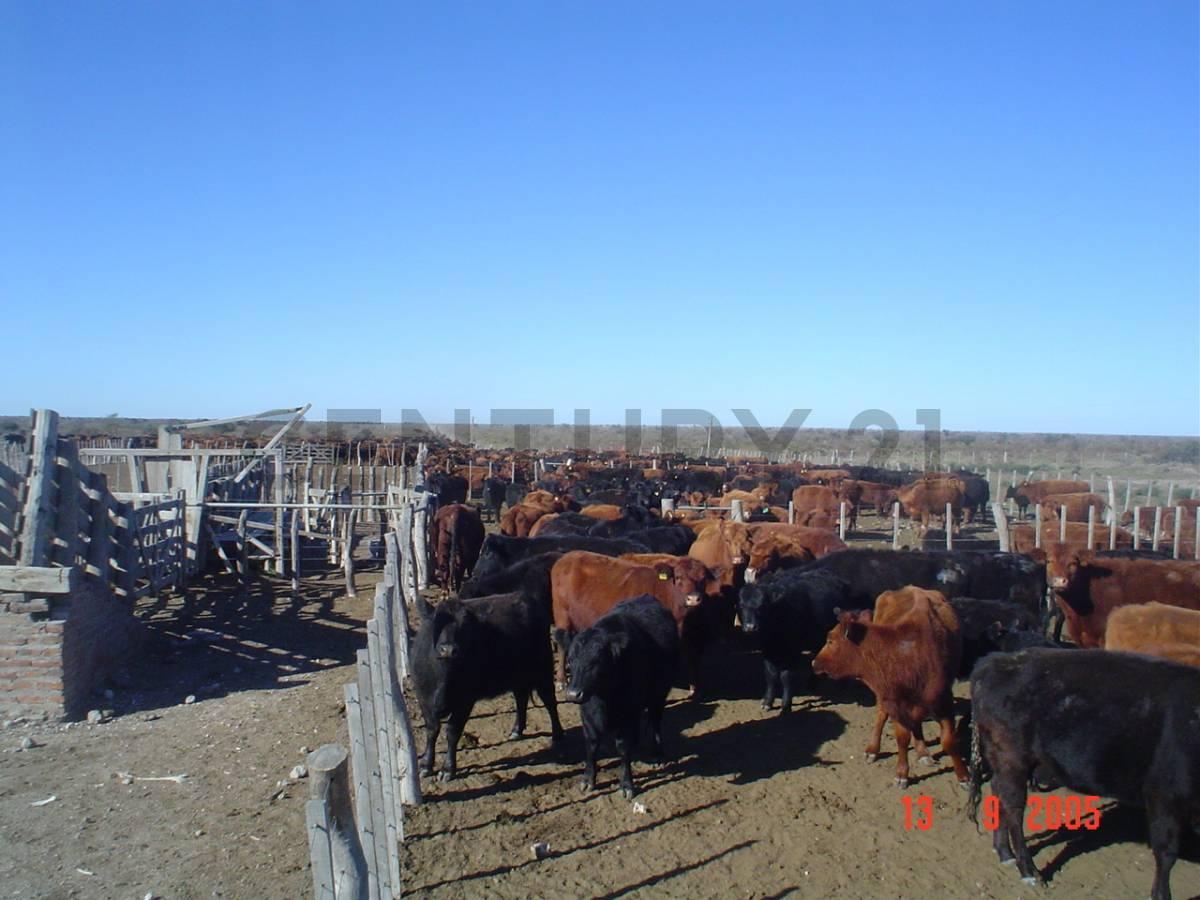 CAMPO GANADERO LA PAMPA — foto 1