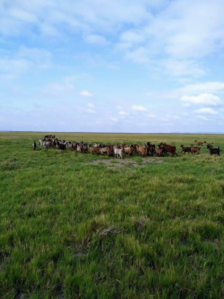 Venta de Estancia de 30000 ha en La Pampa, Chical Co, Algarr — foto 1