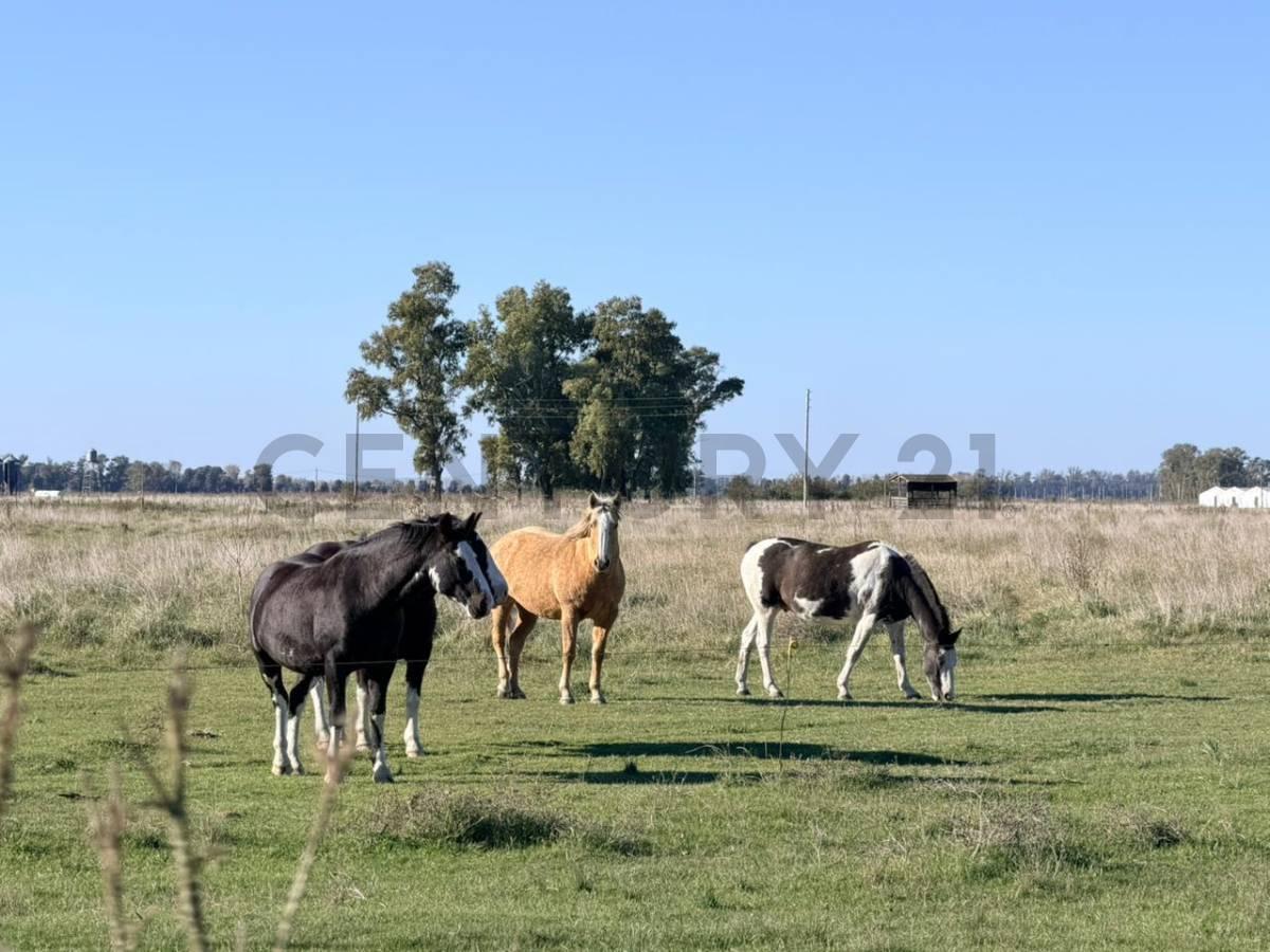 CAMPO VENTA 37 HECTAREAS GENERAL LAS HERAS — foto 1