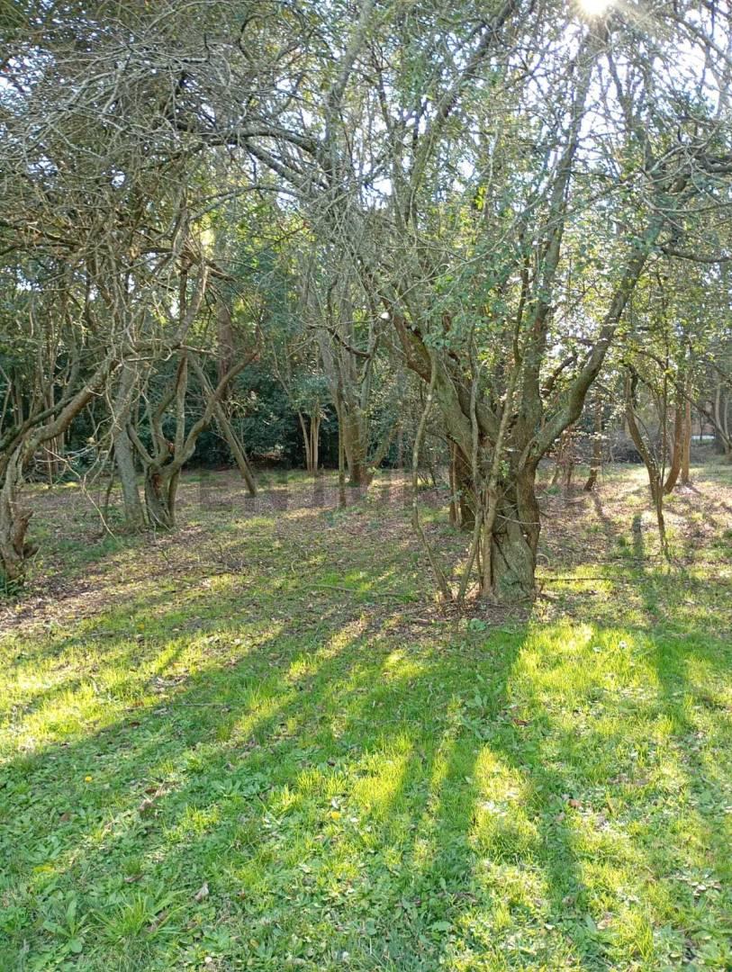 Venta de Lote en Villa Elisa — foto 1